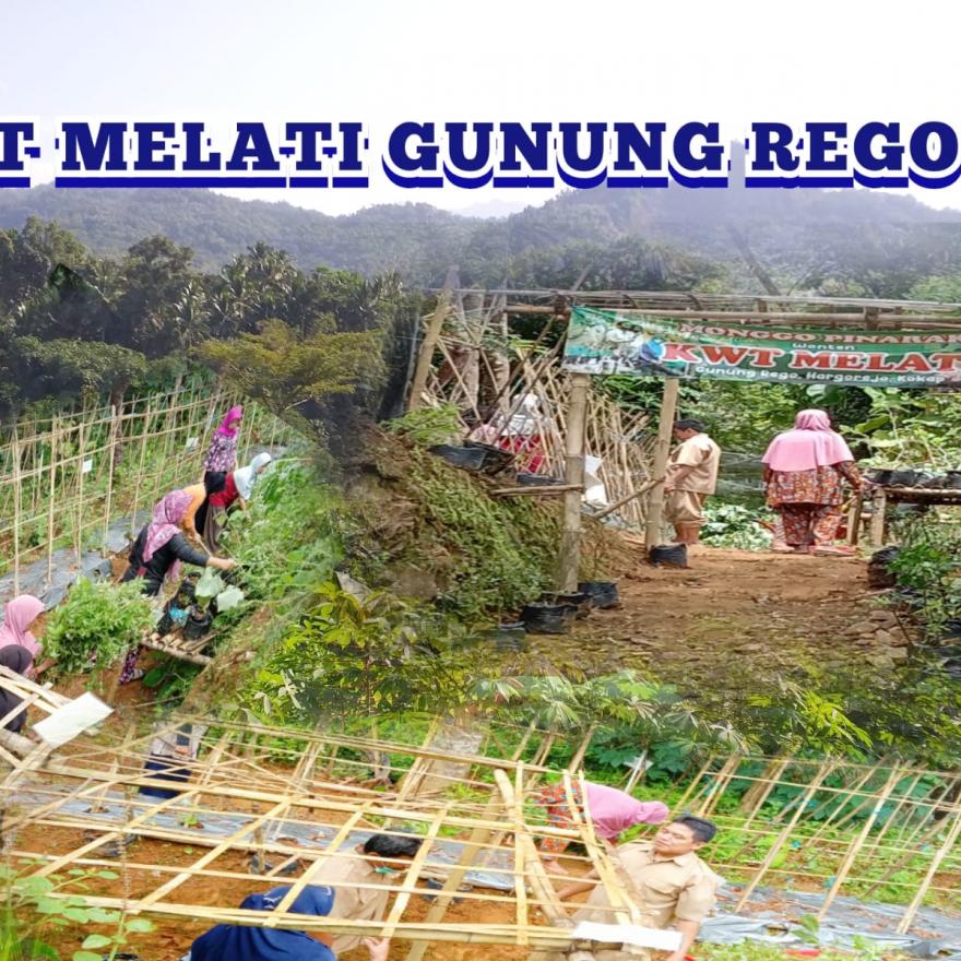 Bersih Bersih Gulma Oleh KWT Melati Gunung Rego 